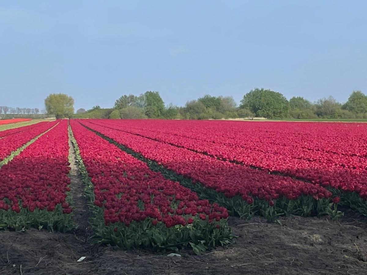 Vakantiehuis Het Uilennest Wijdenes Exteriör bild