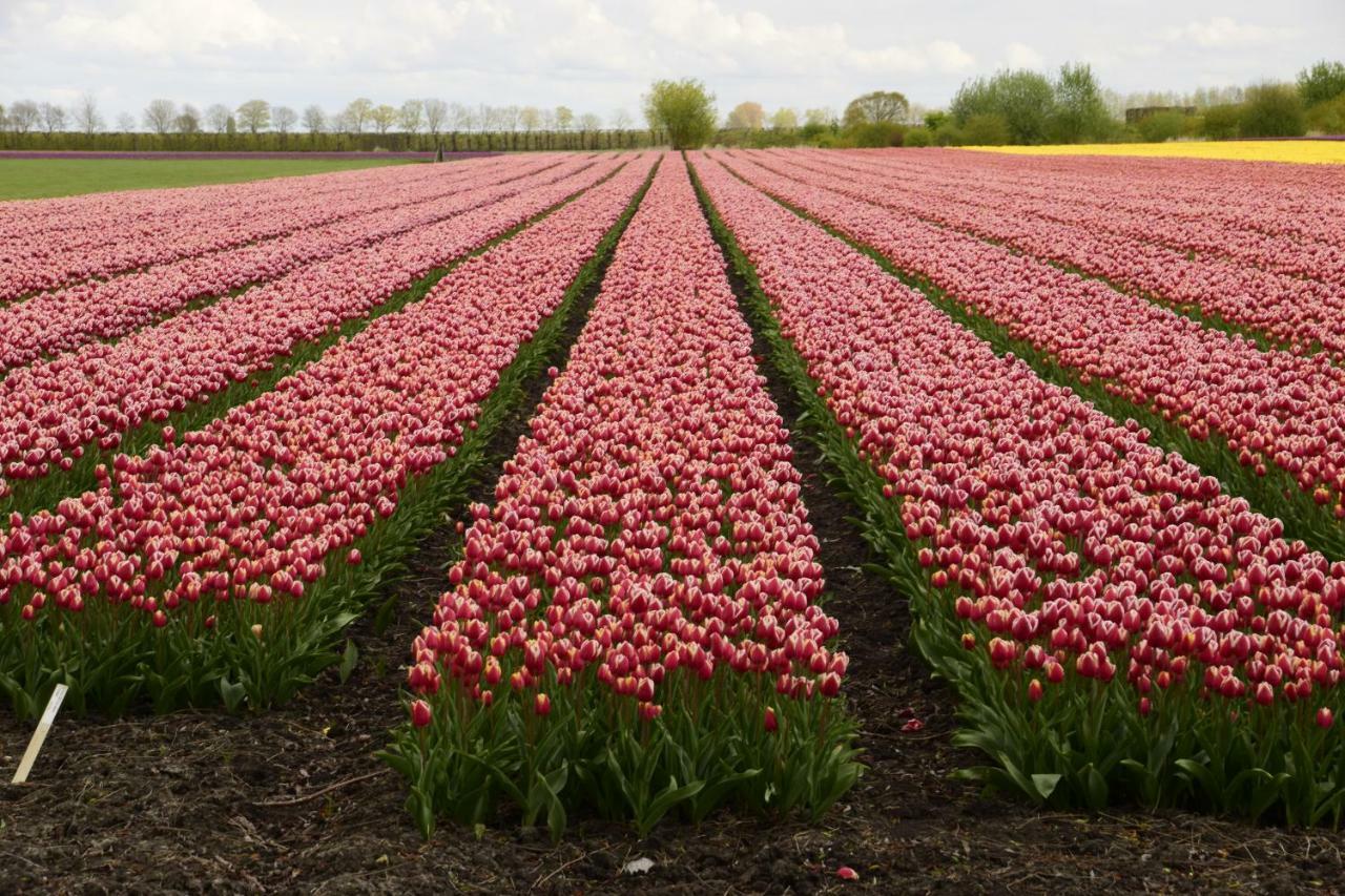 Vakantiehuis Het Uilennest Wijdenes Exteriör bild